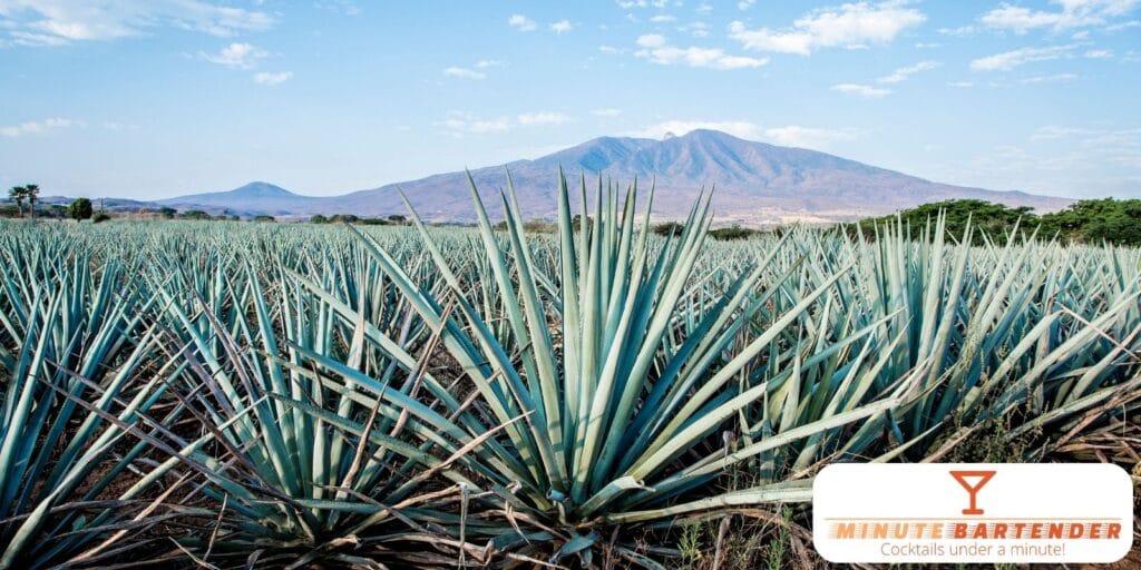 Global Tequila Traditions and Cultural Significance
