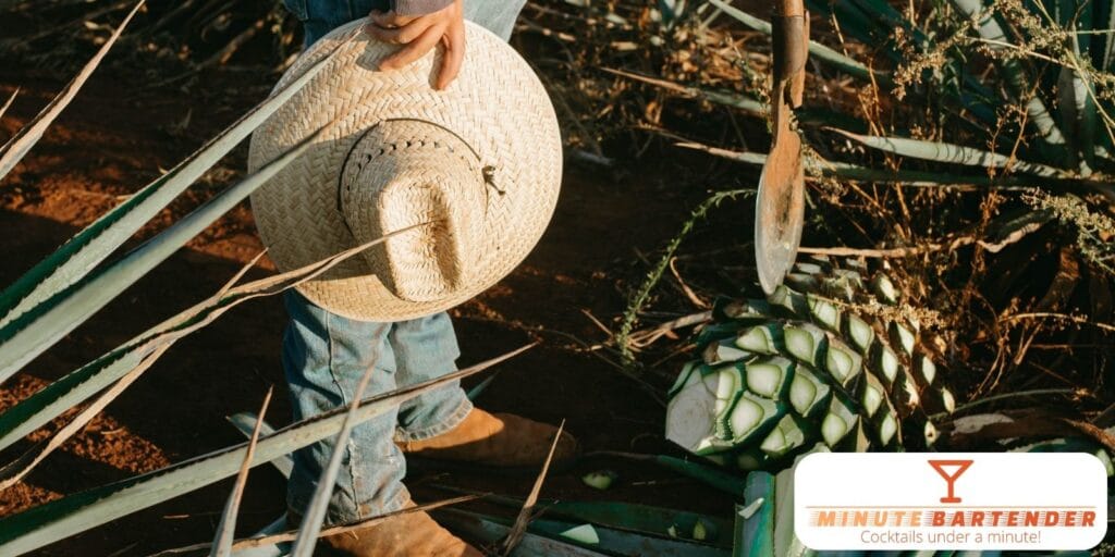 Tequila Secrets: All You Need to Know Now! 🌵🍹 The Tequila-Making Process